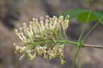 Yellow buckeye